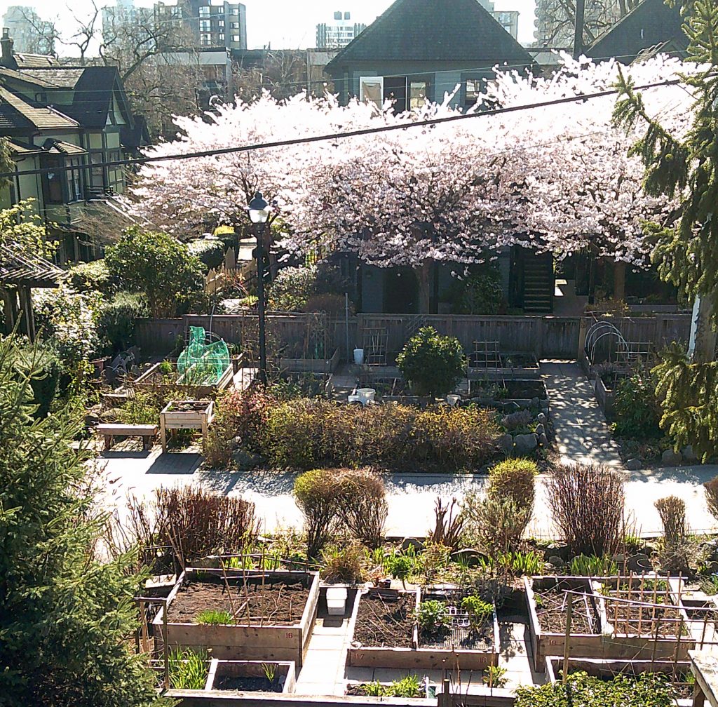 Mole Hill Community Gardens 2019